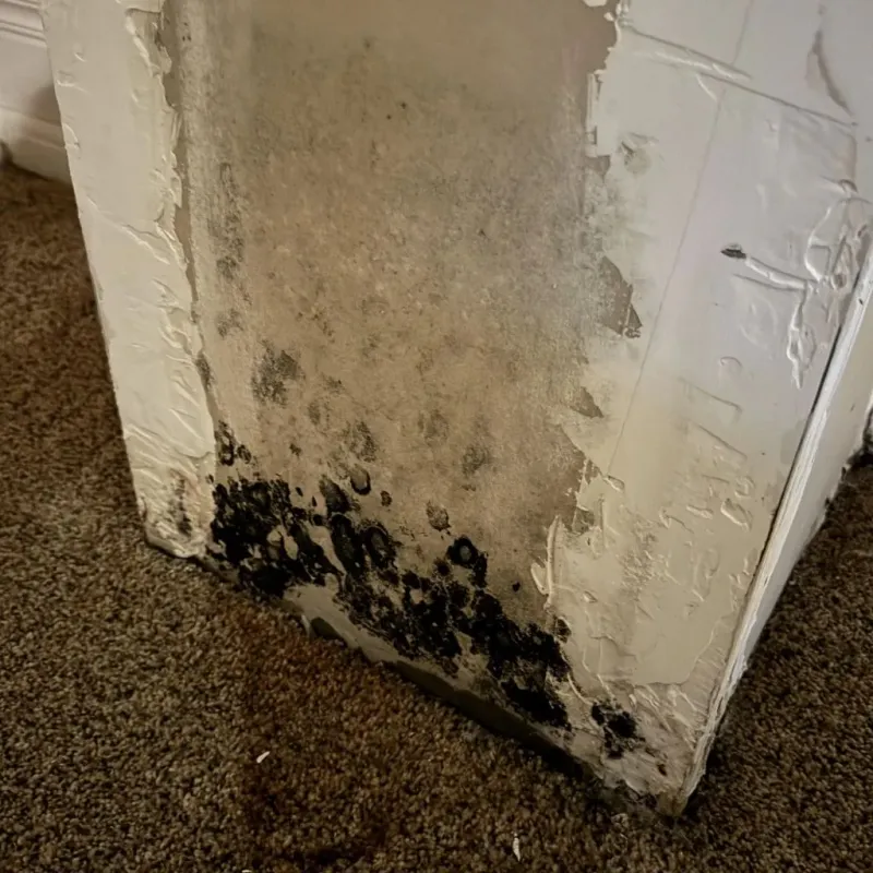 Professional Mold Removal in Berlin, MA